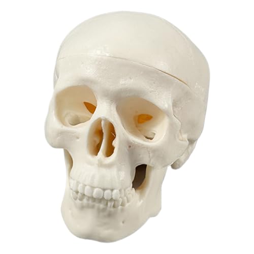 Modello teschio umano | Mini Skeleton Head: anatomica per studio, insegnamento, biologia, formazione medica, laboratorio scolastico, ufficio dentista, regalo educativo, display biblio