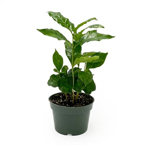 Live Coffee Arabica Plant - 'Coffee...