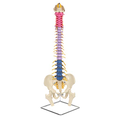 Rudiger Anatomie Didactic Flexible Human Spine, Life Size Spinal Cord Replica with Natural Movement, Spinal Nerves and Arteries, Herniated Disc, Flexible Femur Heads, Display Stand, 5 Year Warranty