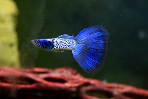 D&A Tropical Live Fish - Metal Blue Guppy Live Freshwater Fish for Aquariums (1 Breeding Pair)