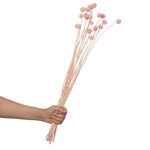 Flores Secas Billy Ball Craspedia Set 20 Piezas miniatura 1