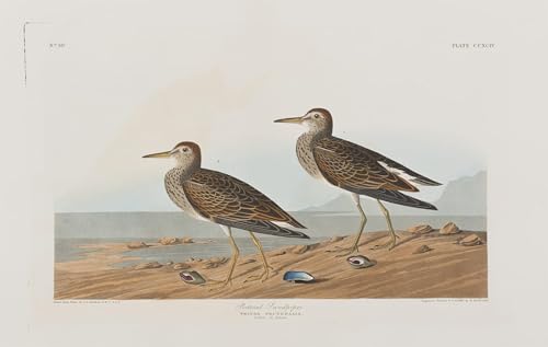Illustration doiseaux dAmérique John Audubon décoration de bureau 60x90cm