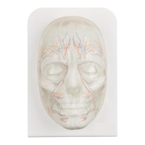 Modelo de entrenamiento facial de inyección, modelo de inyección facial transparente con vasos sanguíneos simulados para estudiantes de medicina y entrenamiento de esteticista