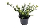 PlantaPro