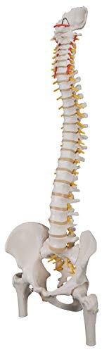 3B Scientific A58/2 Classic Flexible Spine Femur Heads - 3B Smart Anatomy - Thumbnail 3
