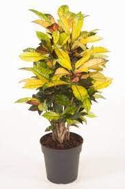 Guruji Plantation Croton Live Indoor Plant for Home and Garden with Pot (Pack of 1) (Yellow Icetone Croton)