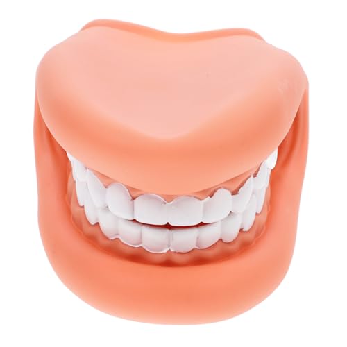 Alipis Teeth Model for Teaching Practice Tooth Model Brushing Demonstration for Children's Oral