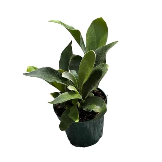 Staghorn Ferns Live Plants in 4" Pot - Ferns Live Plants Outdoor Indoor - Pet Safe Houseplants Flowers for Home Office Wedding Decor & Birthday Gift