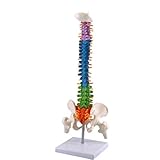 Con cabezas de fémur Csatai 45cm Columna Vertebral Didáctica