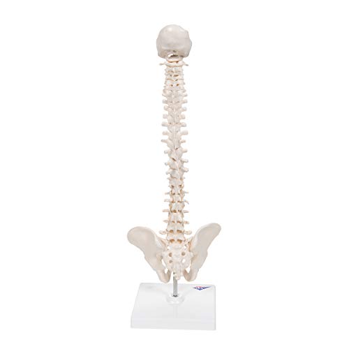 Image of 3B Scientific A18 /21 Mini Human Spinal Column Model - Flexible, On Base, 17.3 inch Height