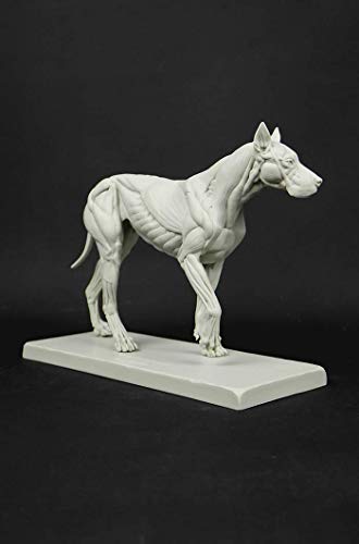 Image of 3dtotal Anatomy: Canine Figure