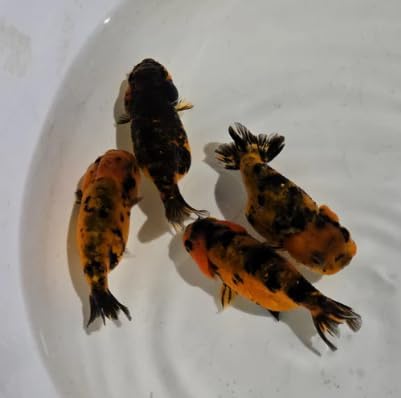 Tiger Ranchu Juvenile, Live Ornamental Goldfish