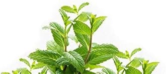 Gold Medal Oil - 3ml, Pack of 6