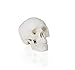 Jackson Global JS00027 Mini Adult Skull Model |3 Parts - Skull Cap, Base of Skull and Mandible| Shows All The Natural | Features Sutures, Fissures, Joints, Foramina and Processes