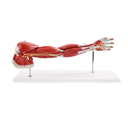Image of Human Anatomical Muscular Arm Model, 7 Part Life Size Numbered Muscular Upper Limb Shoulder Hand Model with Removable Muscles for Medical Physiology Study Teaching Includes Stand