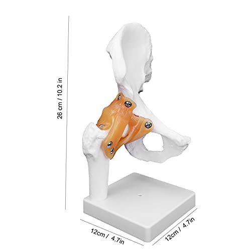 Image of Human Hip Joint Model with Ligaments, Ligament Bone Anatomical Model Professional Hip Bone Model Human Hip Joint Model Hip Joint Teaching Skeleton Bone Model for Classroom Education & Medical Training