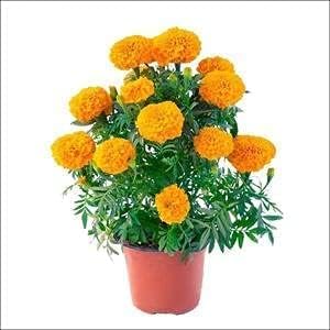 Natural Organic Marigold Hybrid Genda Flower Live Plant (B0CPHZRFYM) Amazon Price History, Amazon Price Tracker