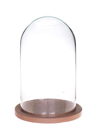 INNA-Glas Campana de Cristal HELVIN con Base de Madera, Transparente, 25cm, Ø14cm - Cúpula de Vidrio - Expositor de Cristal