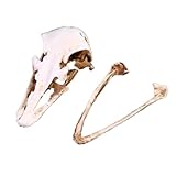 MCLIUJIA 教育 解剖学的動物モデル 樹脂 ダチョウ 動物 頭蓋骨 頭骨 ハロウィン用