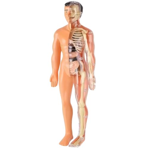 Human Anatomy Model Set Educational STEM Kit Teaching Skeleton Model Kit with Removable Organs Learning Tool for Science Classroom Demonstrations and Displays (Half Transparent)