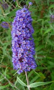 Miniatura 3 de Buddleia Nanho Blue  Plantas extragrandes de 3 galones  Arbusto de mariposa fragante y compacto, ideal para paisajes vibrantes, bordes atractivos y