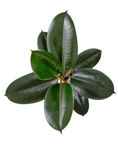 image for Shop Succulents Ficus Burgundy Rubber Tree, Live Indoor Floor Plant, T