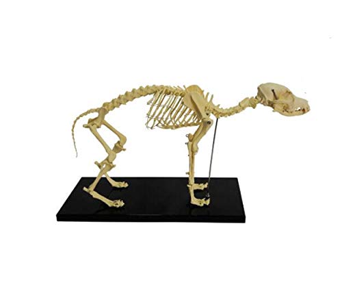 Samll Dog Canine Skeleton Model Animal PVC Skeleton Model