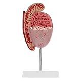 Warmhm Anatomisches Modell der Männlichen Geschlechtsorgane Pvc Lehrmodell zur Vergrößerung der Biologie Demonstrationsmodell für Unterricht und Ausstellung