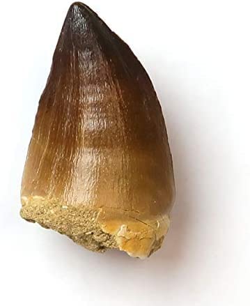 Amazon | Tokyo Science 恐竜の化石「モササウルスの歯 化石 約30mm