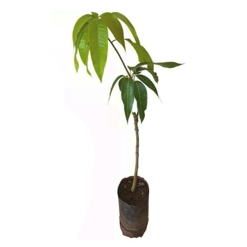Genérico, Muda de Manga Haden 50 a 80cm AMK - Plantas Online