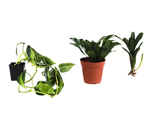 Josh's Frogs White's Tree Frog Vivarium Bioactive Plant Kit (18x18x24