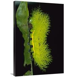 24 x 36 in. Cup Moth Caterpillar Has Poisonous Spines for Protection, Barro Colorado Island, Panama Art Print - Christian Ziegler