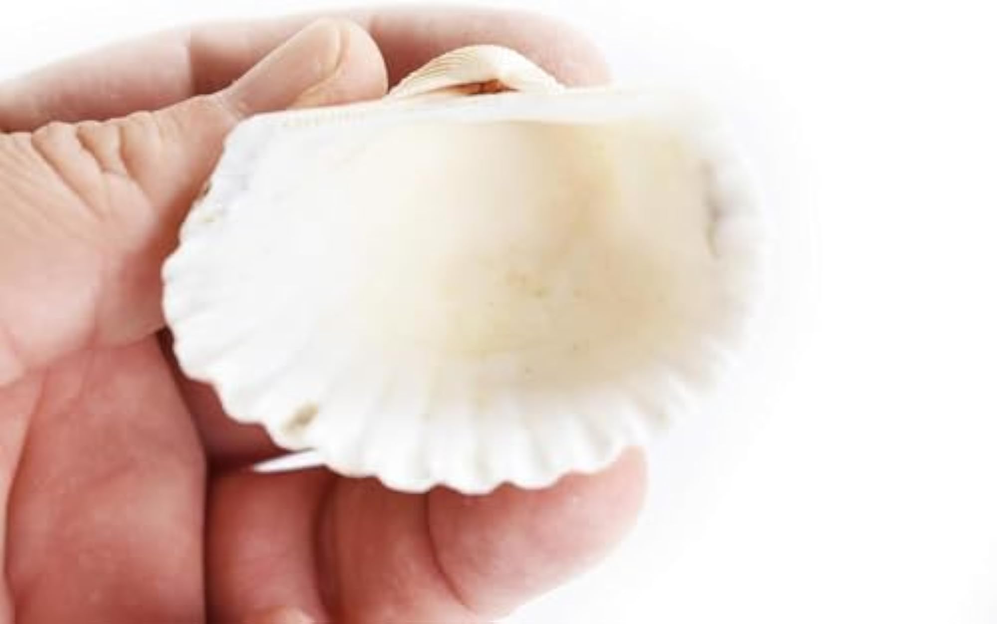 15PCs White Ark Decorative Artificial Sea Shells