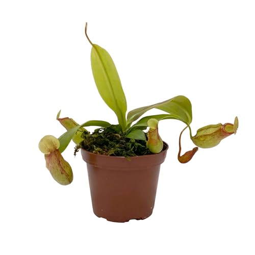 Live Nepenthes St Gaya Carniverous Plant - St Gaya Tropical Pitcher Plant - ragnaroc Carniverous Tropical Plant in 4 Growers Pot - 1ct - Live Arrival Guaranteed - House Plants for Dcor & Gift