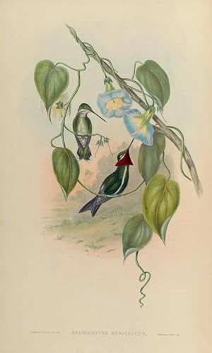 Lienzo decorativo premium de John Gould, cuadro de pared artístico con motivos de aves, 60x90cm