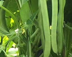 Semillas de soja comestible Edamame 'Perla Negra' para plantar | Reliquia japonesa orgánica sin OGM | 25 semillas