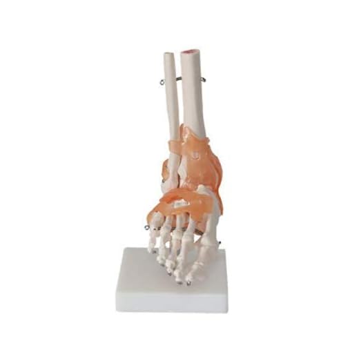 Studiemodell Fotfogmodell med ledband, mänskligt skelett ligament fot livsstorlek fotfäste anatomisk skelettmodell, ligament mänsklig skelett anatomi modell för studie display medicinsk undervisning m