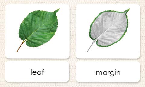 "Parts of" the Leaf 3-Part Cards