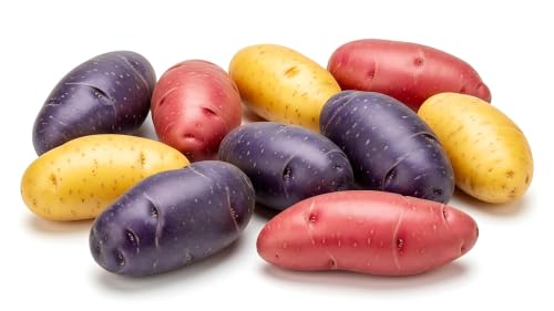 Fingerling Seed Potatoes Variety Pack | Red Yellow & Purple Potatoes | Heirloom Mix for Home Gardens | Excellent Yield & Flavor | Non-GMO Untreated (3 Pounds)