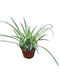 Live Spider Plant in 4-Inch Pot, Reverse Variegated, Indoor Air-Purifying Houseplant