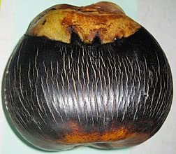 Panai Borassus Flabellifer Seeds for Tree (பனை விதை, ताड़ का बीज) (B0BZZGW6L4) Amazon Price History, Amazon Price Tracker