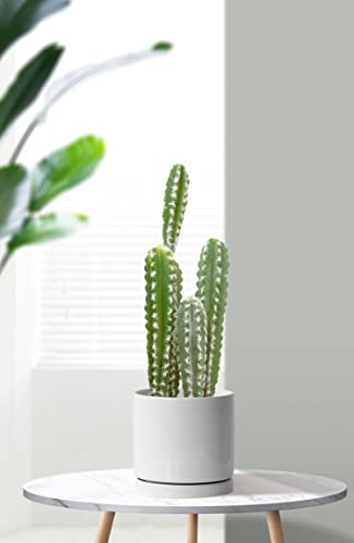 Aveyas 6 Inch Ceramic Planter Pot With Drainage Hole & Saucer, Glazed Mid Century Modern Cylinder Small Plants Pot For Indoor Desk Decorative Snake Flower Succulents Pots (6In Shiny White) #TOP6