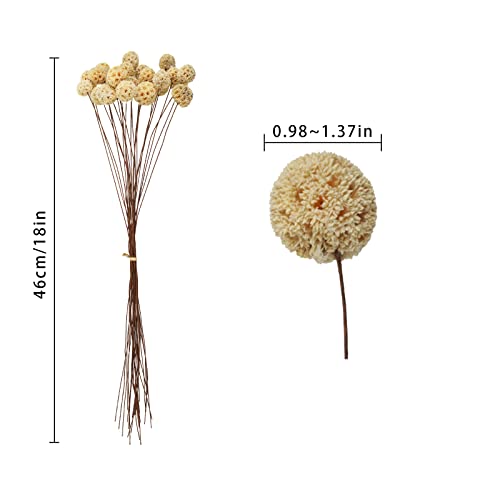 Phliofd 24 PCS Dried Craspedia Billy Balls Flowers, 18” Natural Dried Flowers Bouquet for Vase Floral Arrangements Wedding Table Centerpieces Party DIY Home Decor (White) - Thumbnail 7