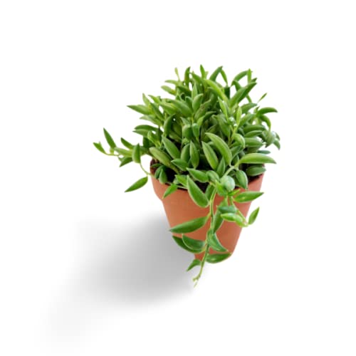 Creative Farmer Indoor Plant String Of Bananas Senecio Radicans Indoor|Outdoor Succulent For Home & Garden (Healthy Live Plant) (B09K412RV6) Amazon Price History, Amazon Price Tracker