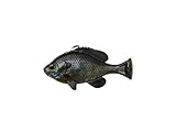 Savage Gear Pulse Tail Bluegill Line Thru Fishing Bait, 3 1/3 oz, Ghost Gill, Realistic Contours, Colors & Movement, Durable Construction, Thru Line Design, 100% Weedless