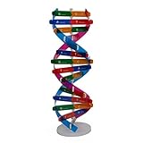 Donner : le modèle ADN – ARN peut cultiver l'intérêt des enfants pour l'apprentissage et est bon pour l'éducation précoce des enfants.