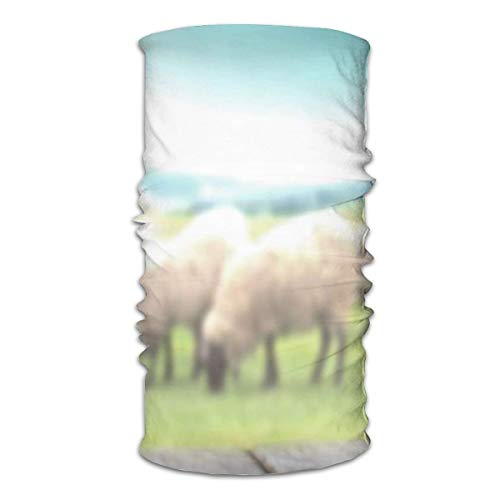 Best Sheep Shearing Equipments