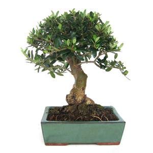 PLANETA HUERTO | Bonsái Olea Europaea Sylvestris 10 Años – Acebuche con Madera Vieja, Hojas Pequeñas y Aspecto Centenario