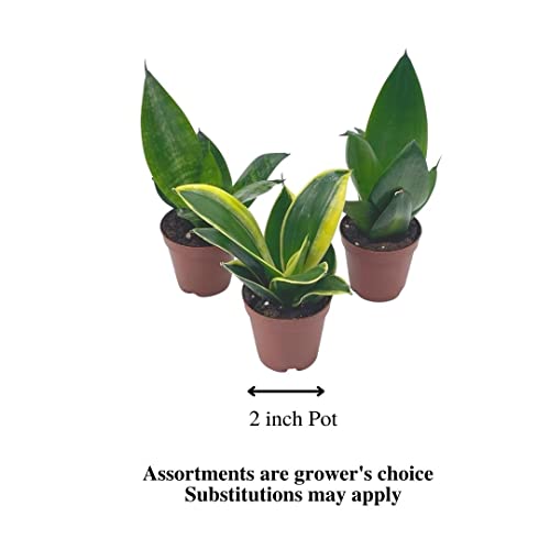 Sansevieria Trifasciata Dwarf Rosette-Shaped Variety Bundle, Black Gold, Bird's Nest, & Black Robusta, Variegated Snake Plant Combo #TOP1