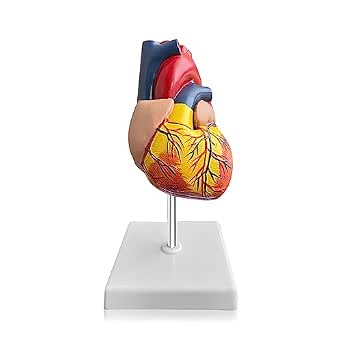Modello di anatomia della scuola del modello del cervello di insegnamento biolog